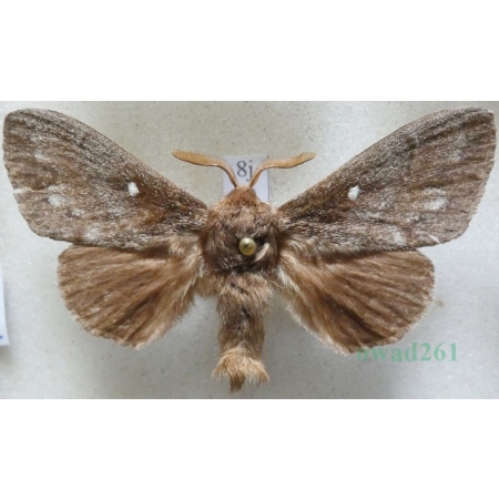 Dendrolimus pini (Linnaeus, 1758) male Barczatka sosnówka Czech8j